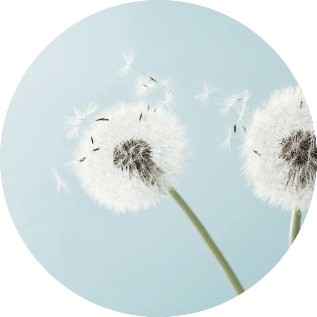 pollen