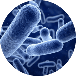 bacteria particles under a microscope