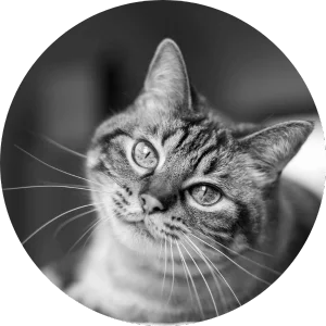 a cat emitting pet hair