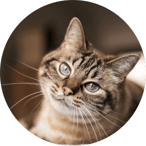 a cats face