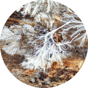 mold spores