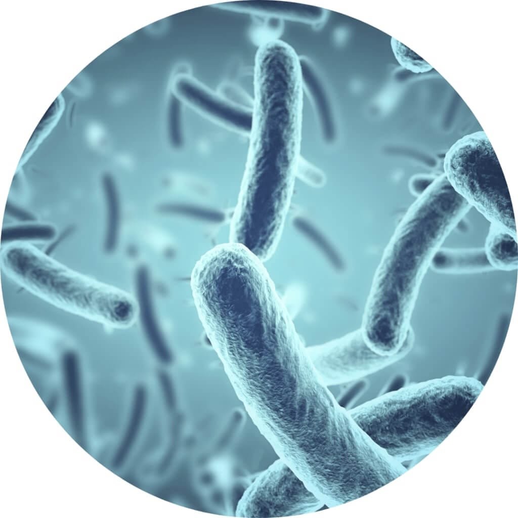 Bacteria